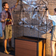 Maple z�ld h�z m�anyag vir�g�gy�s sz�rke