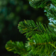 Norway Spruce m�feny� 150 cm