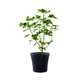 Conic Planter m�anyag kerti vir�gl�da 56,5 L antracit sz�rke