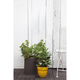 Small Cylinder planter m�anyag kerti vir�gl�da whiskey barna sz�nben