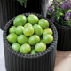 Large Cylinder Planter m�anyag kerti vir�gl�da antracit sz�rke